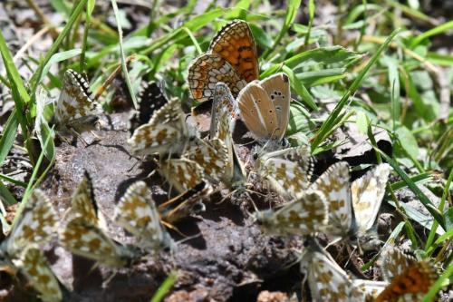 Sablé du sainfoin avec des Hespéries et une mélitée