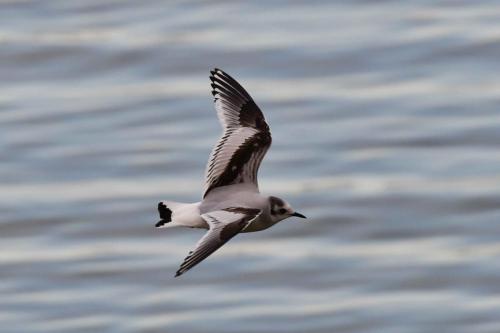 Mouette pygmée (1ère année)