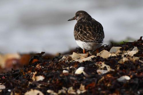 Tournepierre à collier