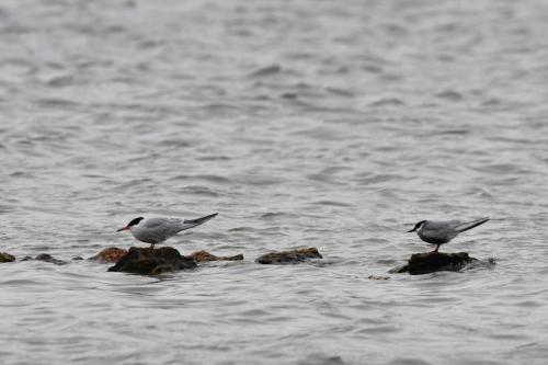 Sterne pierregarin et guifette moustac