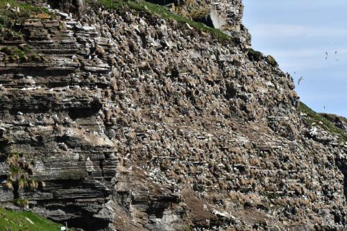 Ekkeroy, mouettes tridactyles