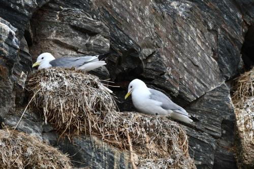 Mouettes tridactyles