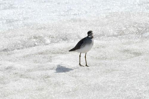 Chevalier sylvain, sur la glace