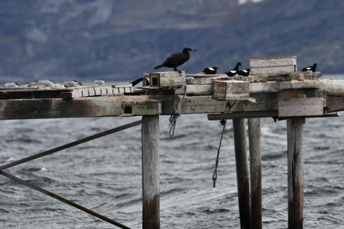 Guillemots à miroir, grand cormoran, sternes pierregarins