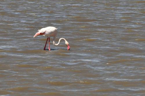 Flamant rose