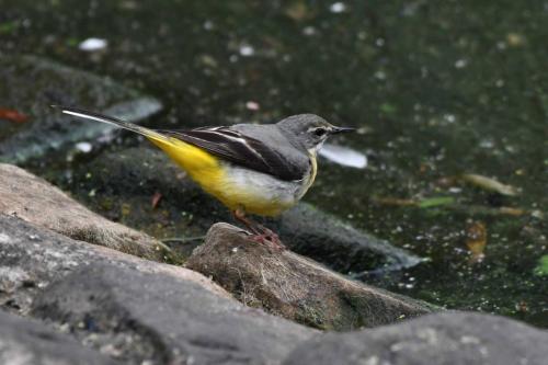 Bergeronnette des ruisseaux