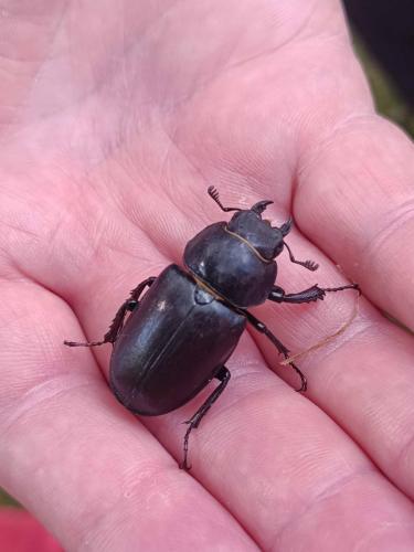 Lucane cerf-volant (femelle)