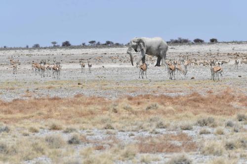 Elephant de savane et springboks