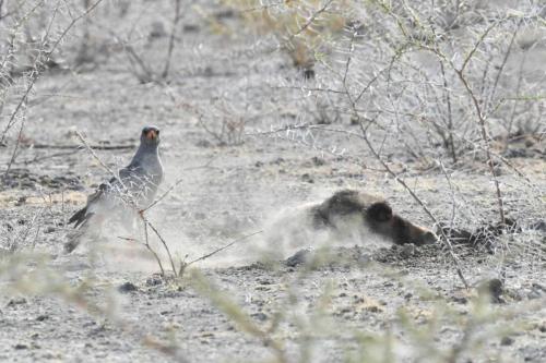 Ratel et autour chanteur