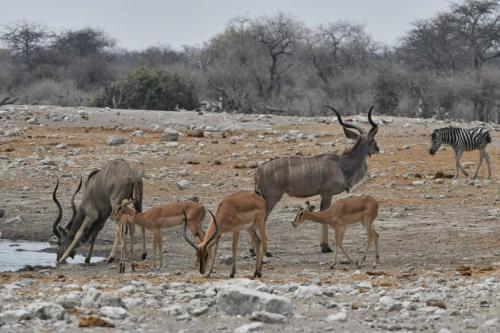 Impalas à face noire et Koudous du Zambèze