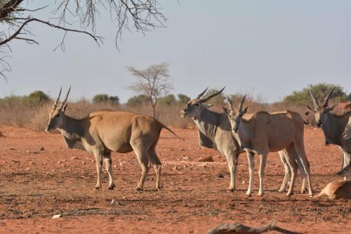 Elands du Cap
