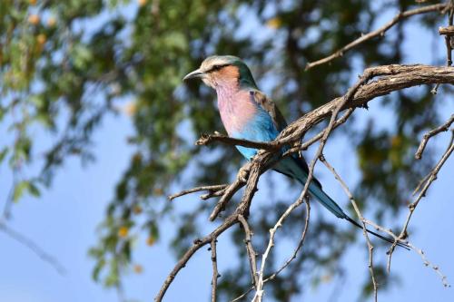 Rollier à longs brins