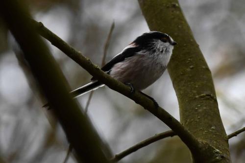 Mésange à longue-queue