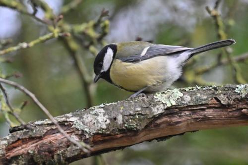 Mésange charbonnière