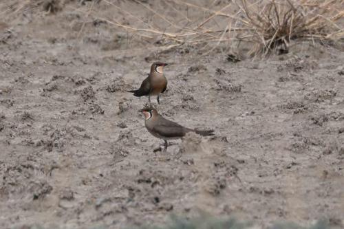 Glaréoles orientales