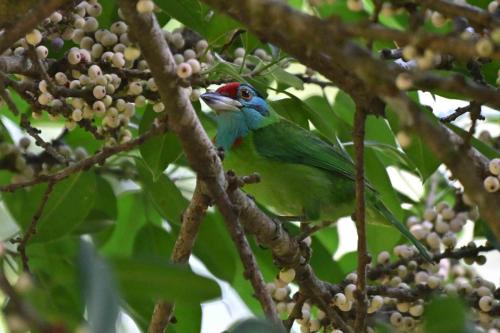 Barbu à gorge bleue