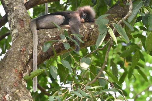 Semnopithèque obscur