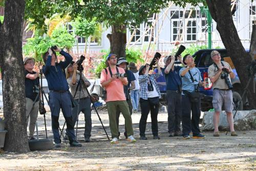 Observation des perruches à moustaches