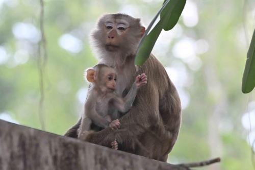 Macaques de Birmanie