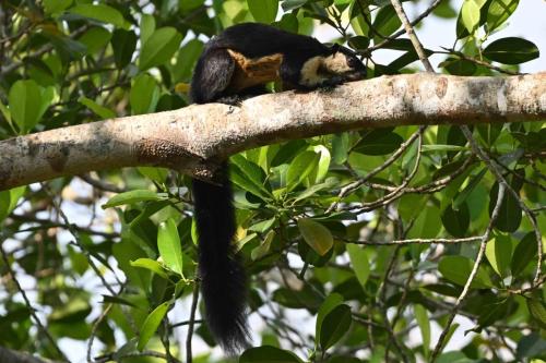 Ecureuil bicolore