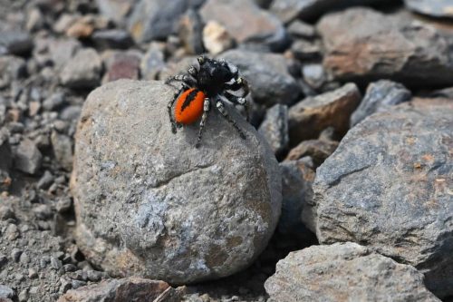 Saltique sanguinolent (Philaeus chrysops)