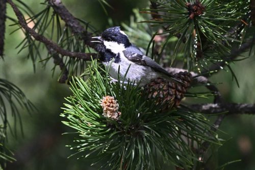 Mésange noire