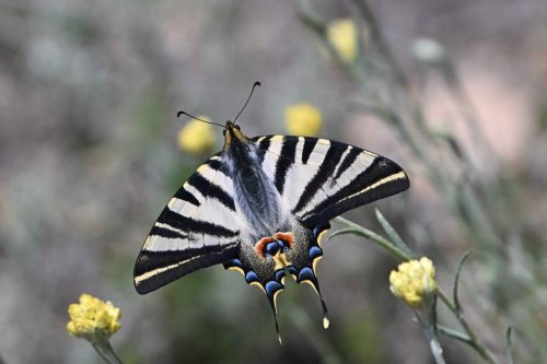 Voilier blanc (Iphiclides feisthamelii)