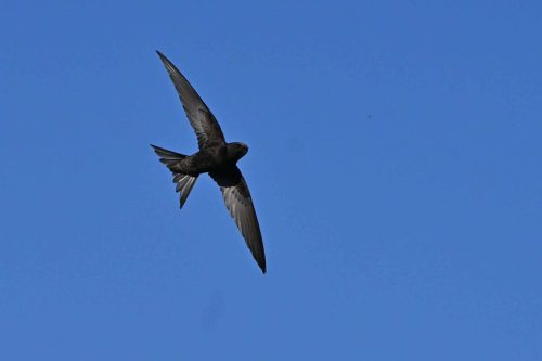 Martinet noir