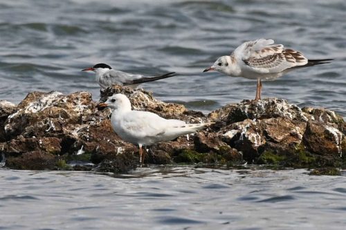 Mouettes rieuses et Sterne pierregarin