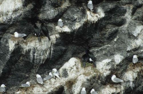 Mouettes tridactyles, Cormorans pélagiques