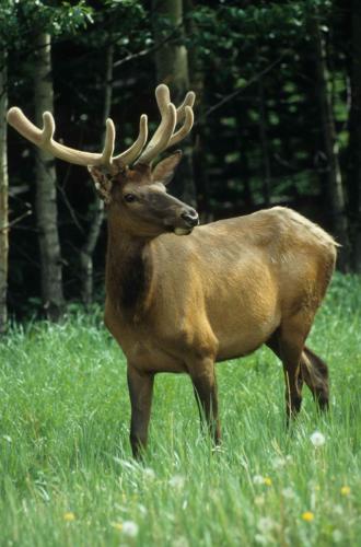 Wapiti