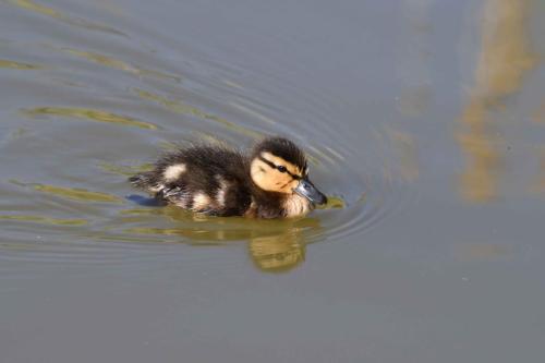 Canard colvert