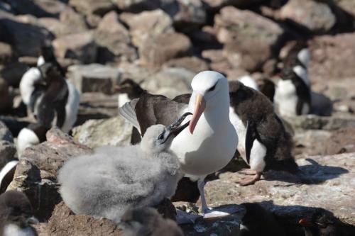 Albatros à sourcils noirs