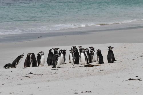 Manchots de Magellan