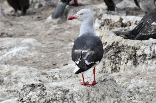 Goéland de Scoresby