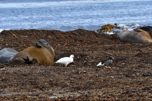 Ouettes marines parmi les éléphants de mer