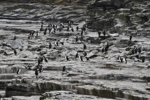 Cormorans impériaux