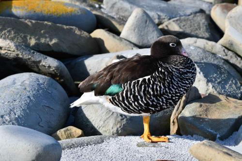 Ouette marine (femelle)