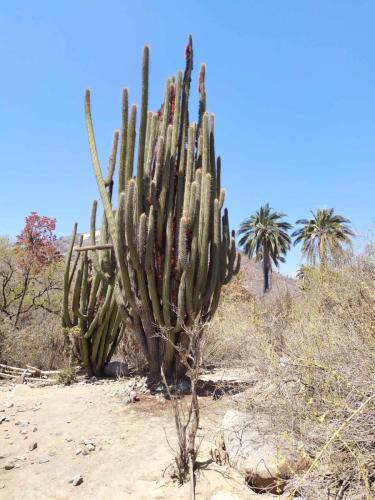 Cactus (Echinopsis chiloensis)