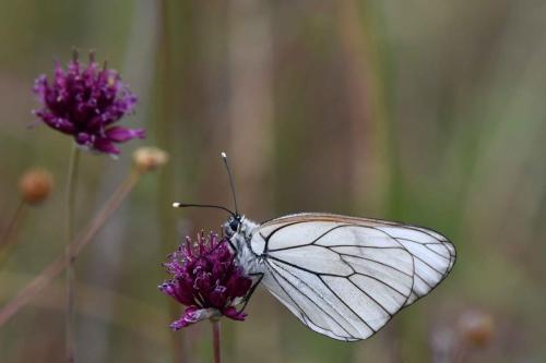 Gazé (Aporia crataegi)