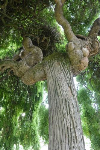 Sophora du Japon pleureur
