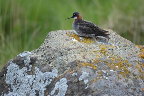 Phalarope à bec étroit