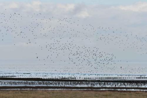 De Schorren, pluviers dorés, courlis cendrés, tadornes, canards ...