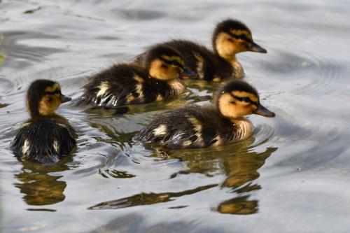 Canards colverts
