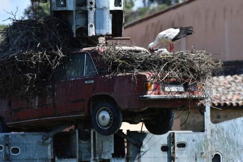 Cigognes blanches à Los Barruecos