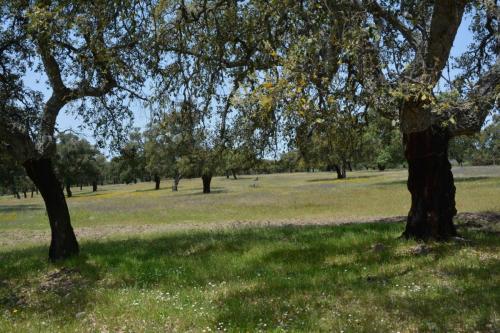 Parc national de Monfrague vers Portilla del Tiètar