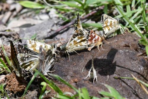 Hespérie des sanguisorbes ? et autres Hespéries