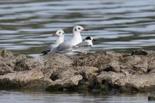 Sterne arctique et mouettes rieuses