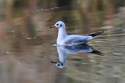 Mouette rieuse