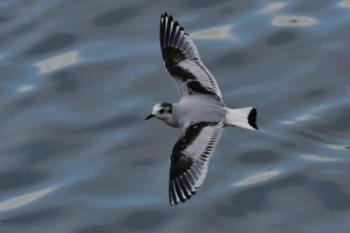 Mouette pygmée (1ère année)